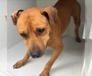 Rhodesian Ridgeback Dogs for adoption in Houston, TX, USA