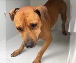 Small Rhodesian Ridgeback