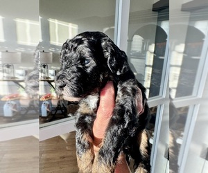 Medium Aussiedoodle Miniature 