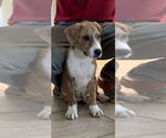 Small #2 Beagle Mix