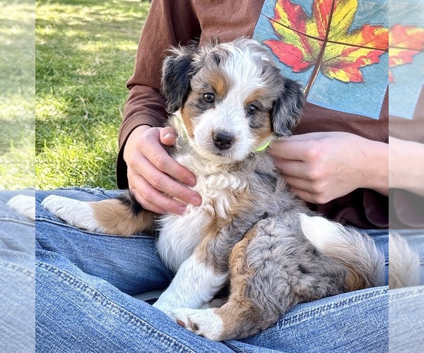 Medium Photo #3 Bernedoodle (Miniature) Puppy For Sale in ROY, UT, USA
