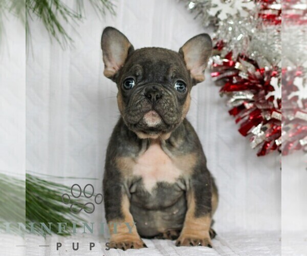 Medium Photo #1 French Bulldog Puppy For Sale in LITITZ, PA, USA