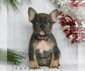 French Bulldog Puppy for sale in LITITZ, PA, USA