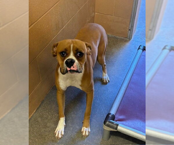 Medium Photo #6 Boxer Puppy For Sale in  Katy, TX, USA