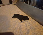 Small #1 Cane Corso