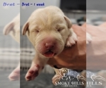 Small Photo #74 Labrador Retriever Puppy For Sale in POCAHONTAS, IL, USA
