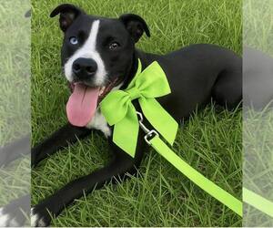 Labrador Retriever-Unknown Mix Dogs for adoption in Oakhurst, NJ, USA