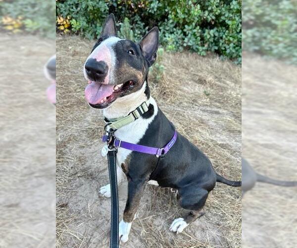 Medium Photo #1 Bull Terrier Puppy For Sale in Santa Maria, CA, USA