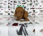 Small Photo #1 Dachshund Puppy For Sale in LANCASTER, PA, USA
