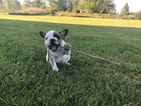 Small Photo #3 French Bulldog Puppy For Sale in STILLWATER, MN, USA