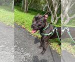 Small Photo #41 American Pit Bull Terrier-Unknown Mix Puppy For Sale in Pompano Beach , FL, USA