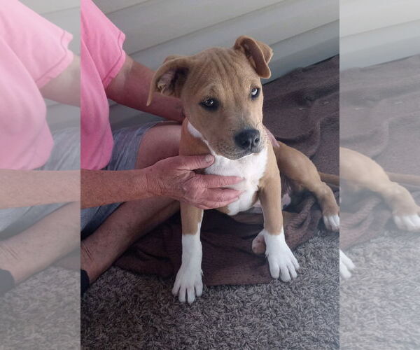 Medium Photo #4 Redbone Coonhound-Unknown Mix Puppy For Sale in Harrison, AR, USA