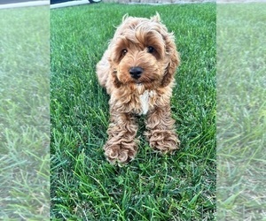Cavapoo Puppy for sale in INDIANAPOLIS, IN, USA