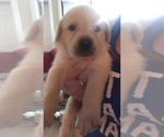 Small Photo #3 Labrador Retriever Puppy For Sale in SARASOTA, FL, USA