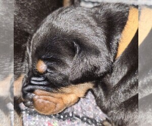 Medium Doberman Pinscher