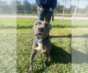 American Pit Bull Terrier Dogs for adoption in Vero Beach, FL, USA