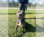 Small American Pit Bull Terrier