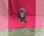 Small #1 Borador