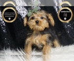 Small #5 Morkie