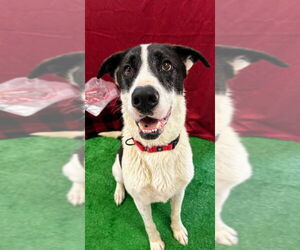 Great Dane-Unknown Mix Dogs for adoption in Bryant, AR, USA