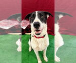 Small Great Dane Mix