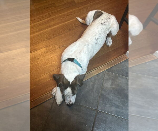 Medium Photo #6 Mutt Puppy For Sale in Greenbelt, MD, USA