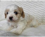 Small #7 Cavapoo
