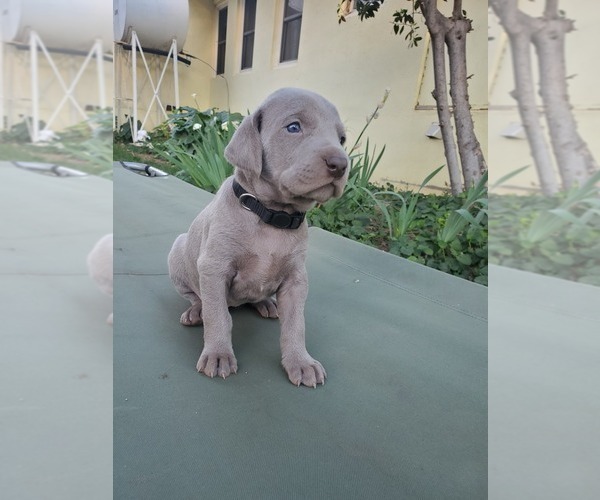Medium Photo #7 Weimaraner Puppy For Sale in ORLAND, CA, USA