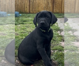 Medium German Shorthaired Lab