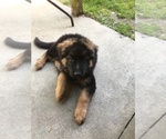 Small Photo #9 German Shepherd Dog Puppy For Sale in MIDDLETOWN, RI, USA