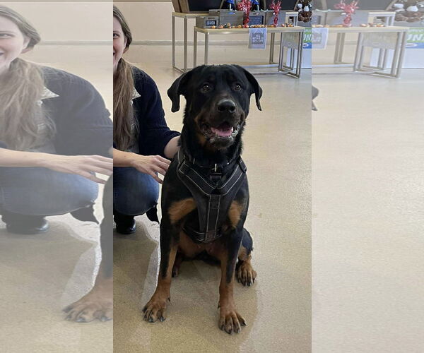 Medium Photo #2 Rottweiler-Unknown Mix Puppy For Sale in Westwood, NJ, USA