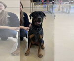 Small #1 Rottweiler Mix