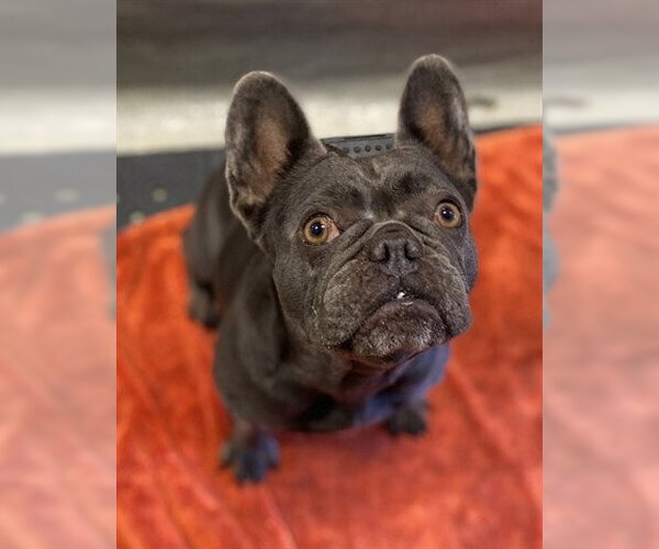 Medium Photo #1 French Bulldog Puppy For Sale in San Martin, CA, USA