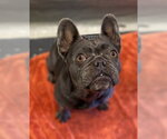 CARMEN - Female French Bulldog Dog for Adoption - Small photo