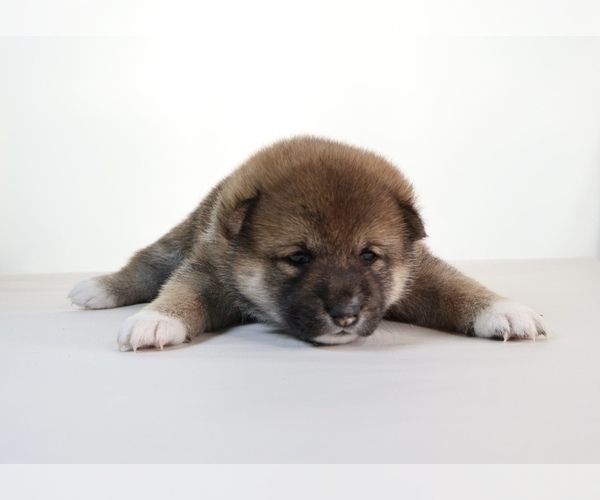 Medium Photo #6 Shiba Inu Puppy For Sale in WINTER PARK, FL, USA