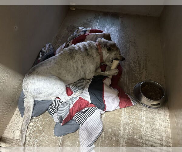 Medium Photo #7 Mutt Puppy For Sale in Oak Bluffs, MA, USA