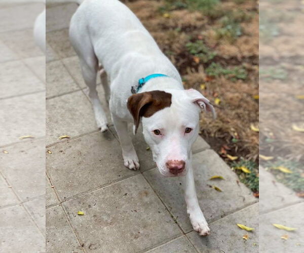 Medium Photo #3 American Pit Bull Terrier-Unknown Mix Puppy For Sale in Redlands, CA, USA