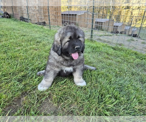 Medium Photo #3 Caucasian Shepherd Dog Puppy For Sale in NORTH PLAINS, OR, USA