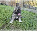 Small #2 Caucasian Shepherd Dog