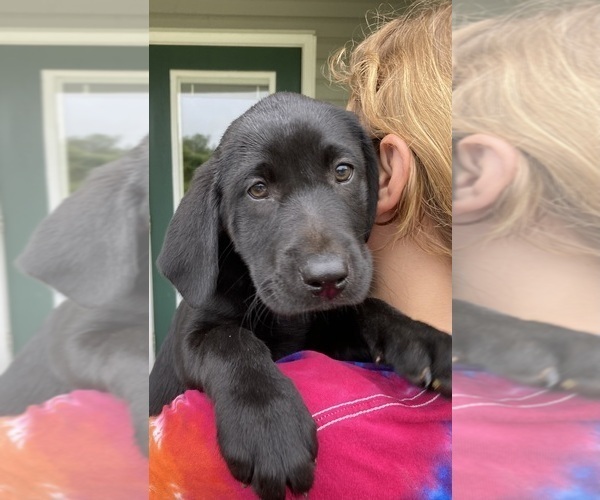 Medium Photo #1 Labrador Retriever Puppy For Sale in MILL SPRING, NC, USA