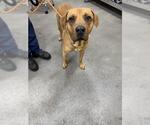 Small Boxer Mix