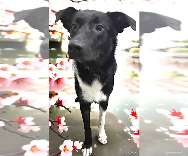 Medium Photo #3 Aussiedor Puppy For Sale in Mount Airy, NC, USA