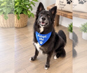Border Collie-Unknown Mix Dogs for adoption in Euless, TX, USA