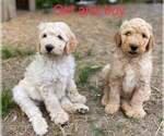 Small Photo #6 Goldendoodle Puppy For Sale in DUFF, TN, USA