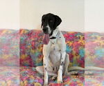 Small Great Dane