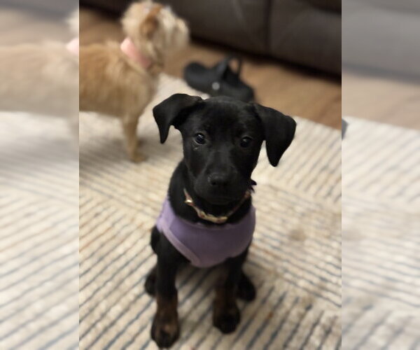 Medium Photo #2 Mutt Puppy For Sale in Evansville, IN, USA