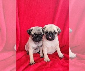 Pug Puppy for sale in SILVER SPRINGS, FL, USA