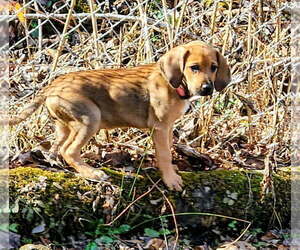 Mutt Dogs for adoption in Candler, NC, USA