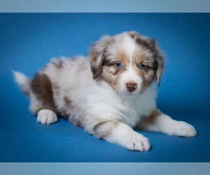 Miniature American Shepherd Puppy for sale in NEW CONCORD, OH, USA