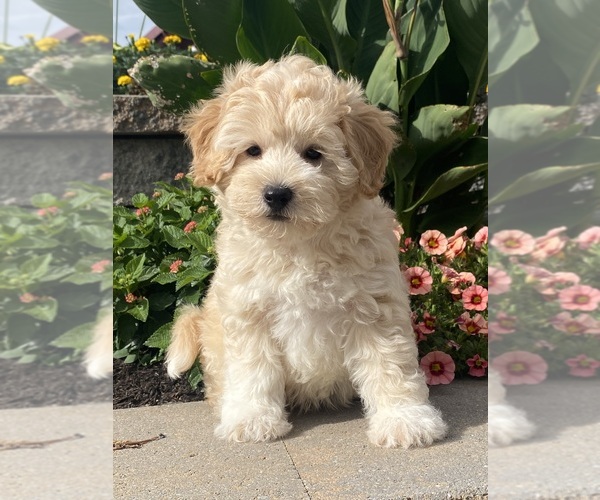 Medium Photo #5 Coton de Tulear-Poodle (Toy) Mix Puppy For Sale in CANOGA, NY, USA